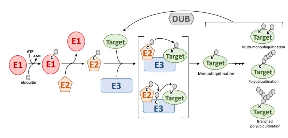 Diagram showing the reversible process of ubiquitination.